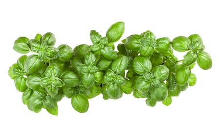 Fresh sweet Genovese basil bouquet isolated on white background cutout. Top view.の写真素材