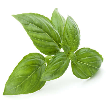Close up studio shot of fresh green basil herb leaves isolated on white background. Sweet Genovese basil.の写真素材