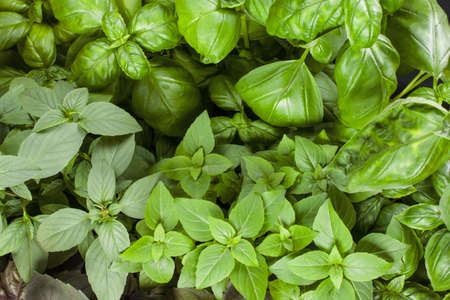 Basil herb leaves background close up.の写真素材