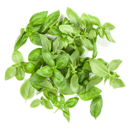 Sweet Genovese basil leaves background arrangement isolated on white. Top view.の写真素材