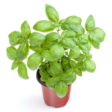 Fresh sweet Genovese basil herbs growing in pot isolated on white background cutout.の写真素材