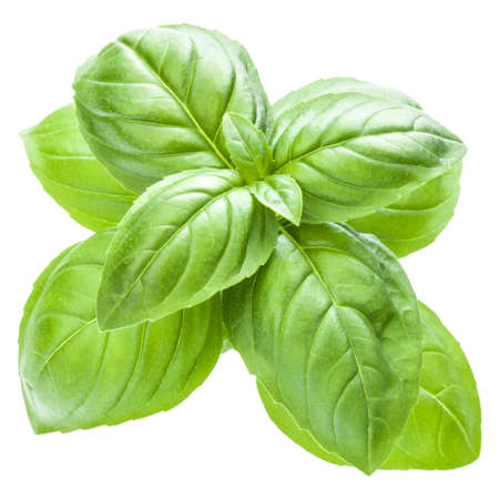 Fresh sweet Genovese basil leaves isolated on white background cutout.の写真素材