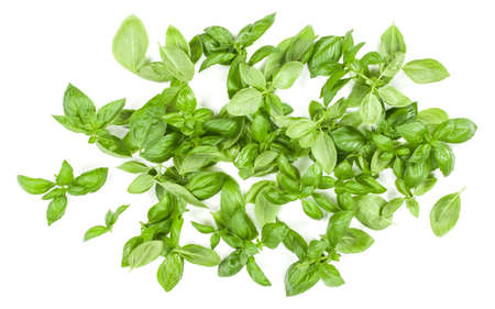 Sweet Genovese basil leaves background arrangement isolated on white. Top view.の写真素材