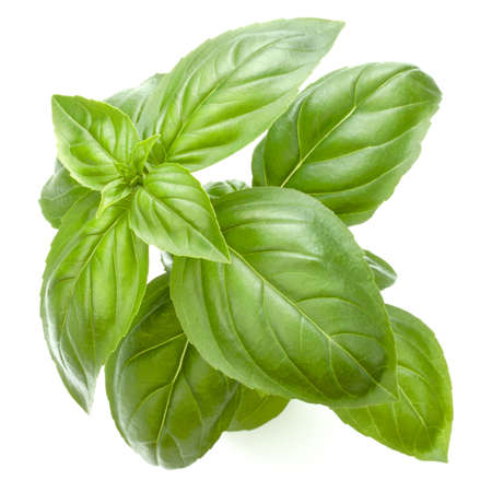 Fresh sweet Genovese basil leaves isolated on white background cutout.の写真素材