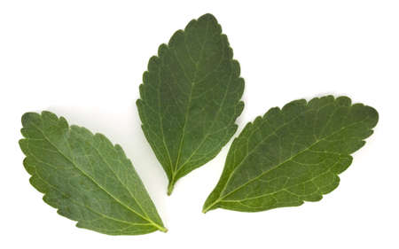 Stevia leaves pieces isolated om white background cut out.の写真素材
