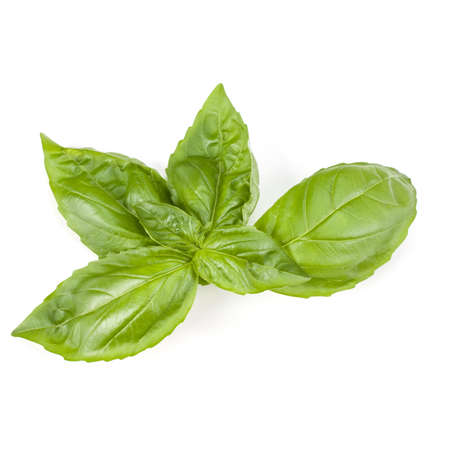 sweet basil herb leaves isolated on white background. Genovese basil leaf.の写真素材