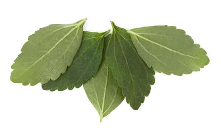Stevia leaves pieces isolated om white background cut out.の写真素材