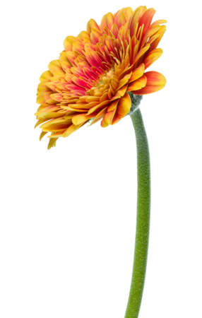 Vertical orange gerbera flower with long stem isolated on white backgroundの写真素材