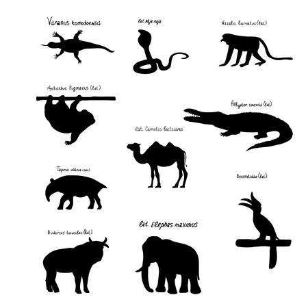 Set of silhouettes of animals and birds of Asia. Camel, crocodile, monkey Nosach, tapir, lizard, Cobra, elephant, etc.のイラスト素材