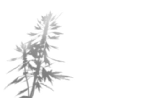 The shadow of the plant on the white wall. Black and white summer background for photo overlay or...