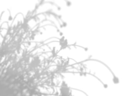 The shadow of the field grass on the white wall. Black and white image for photo overlay or mockupの写真素材