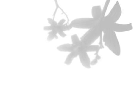 The shadow of the plant on the white wall. Black and white summer background for photo overlay or mockup.の写真素材