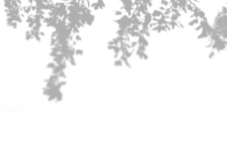 The shadow of the plant on the white wall. Black and white summer background for photo overlay or...