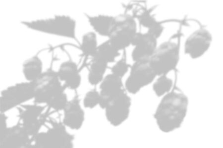 The shadow of the plant on the white wall. Black and white summer background for photo overlay or...
