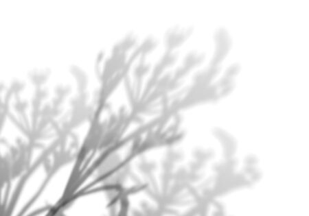 Summer background of shadows of leaf branches on a white wall. Blurry black-and-white image to...