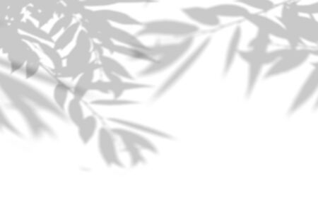 The shadow of the plant on the white wall. Black and white summer background for photo overlay or mockup.の写真素材