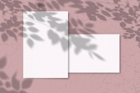A sheet of white paper on a pink background. Mockup with overlay of plant shadows . Natural light casts the shadow of field plants and flowers from above.の写真素材