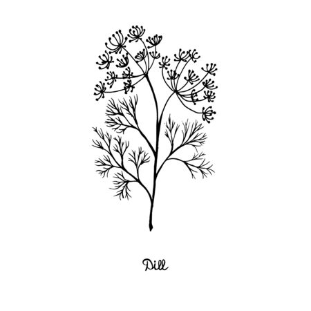 Spicy herbs are grown in the garden. Dill. Vector illustration is drawn by hand. Doodle styleのイラスト素材
