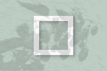 The square frame on a pastel green wall background. Mockup overlay with the plant shadows. Natural...