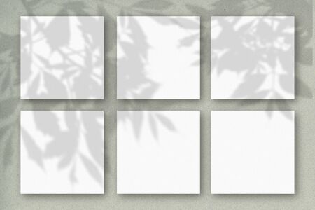 6 square sheets of white textured paper against a gray-green wall. Mockup overlay with the plant...