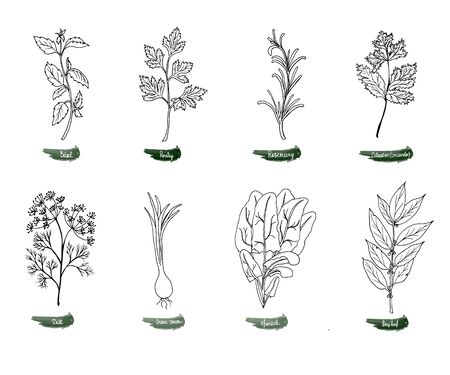 A set of delicious spicy herbs for food. Vector illustration is drawn by hand. Doodle style. Black and white image on a white isolated background. Vector illustrationのイラスト素材