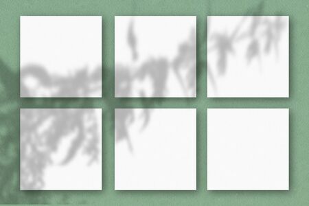 6 square sheets of white textured paper on the green wall. Mockup overlay with the plant shadows....
