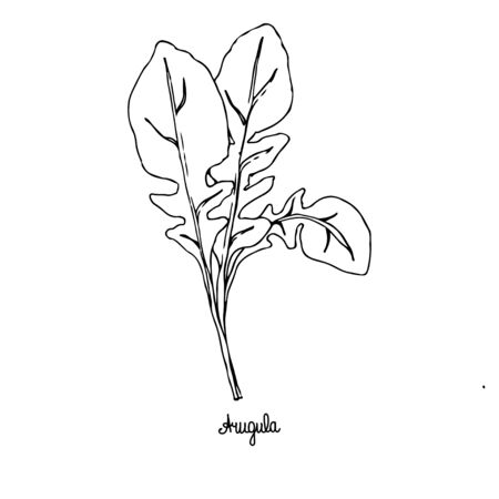 Spicy herbs. Arugula. Image of a plant on a white isolated background. Vector illustration is drawn by hand. Doodle style.のイラスト素材