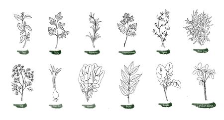 A set of delicious spicy herbs for food. Vector illustration is drawn by hand. Doodle style. Color image on a white isolated background. Vector illustrationのイラスト素材