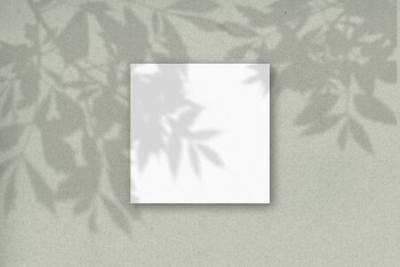 1 square sheet of white textured paper against a gray-green wall. Mockup overlay with the plant...