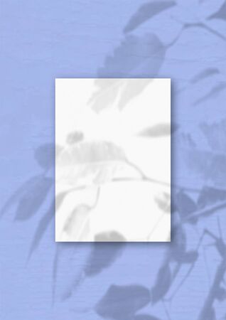 The vertical sheet of white textured A4 paper on the blue wall background. Mockup overlay with the plant shadows. Natural light casts shadows from an exotic plant.の写真素材