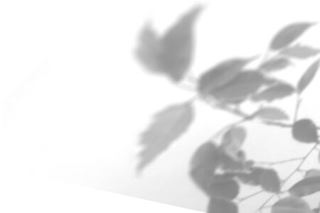 Summer plant shadow background. Shadow of an exotic plant on a white wall. White and black for...