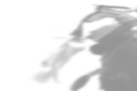 Summer plant shadow background. Shadow of the flower of zygocactus on the white wall. White and black for superimposing a photo or mockup.の写真素材