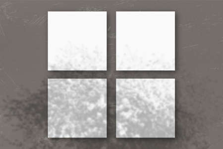 4 square sheets of white textured paper on the blue wall background. Mockup overlay with the plant shadows. Natural light casts shadows from an Apple branches. Flat lay, top view.の写真素材