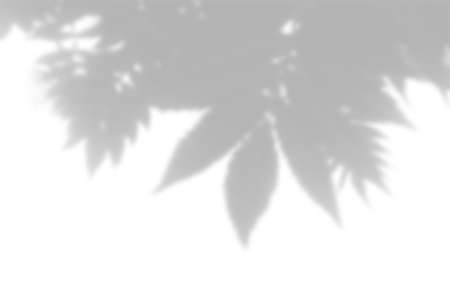 Summer background of plant shadows. Shadow from the leaves of a Rowan branch on a white wall. White...
