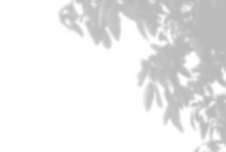 Summer background of plant shadows. Shadow of tree leaves on a white wall. White and black to...