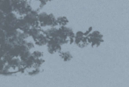 Summer background of plant shadows. Shadow of tree leaves on a blue wall. White and black to overlay...