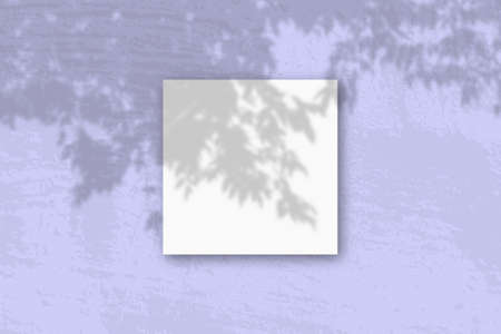 Natural light casts shadows from an Apple tree branch on square sheet of white textured paper lying...