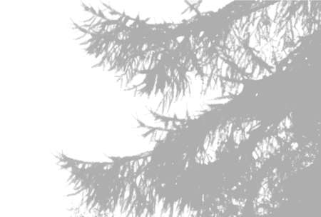 Natural light casts shadows from a spruce paw against on a white isolated background. The effect of shadows. Vectorのイラスト素材