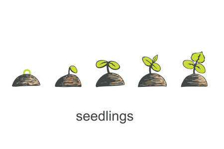 Phases of germination of a cucumber seedling on a white isolated background. Vector illustration.のイラスト素材