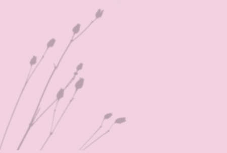 Summer background of plant shadows. Shadow of an exotic plant on a pink wall. Mockup