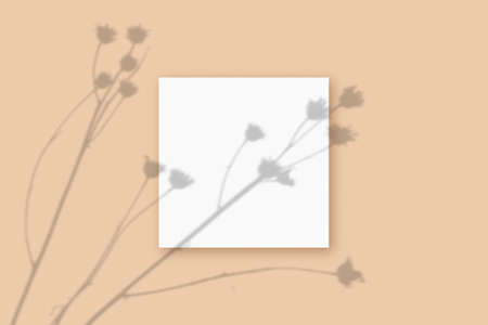 Natural light casts shadows from the plant on a square sheet of white textured A4 paper lying on a...