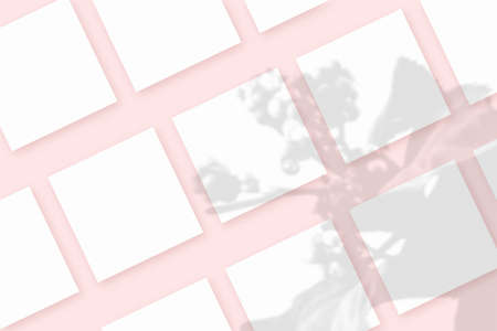 Natural light casts shadows from the plant on several square sheets of white paper lying on a pink...