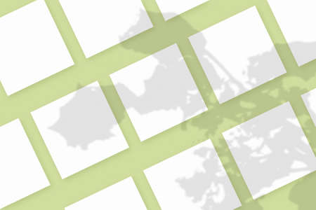 Natural light casts shadows from the plant on several square sheets of white paper lying on a green...