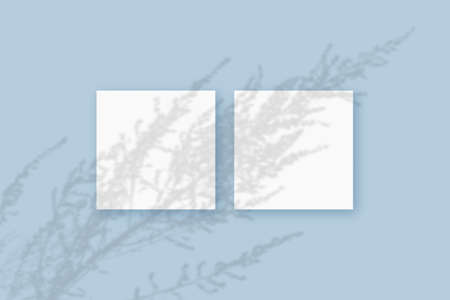 Natural light casts shadows from the plant on 2 square sheets of white paper lying on a blue textured background. Mockupの写真素材