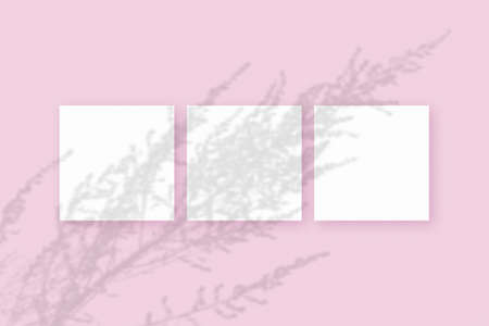 Natural light casts shadows from the plant on 3 square sheets of white textured paper lying on a...