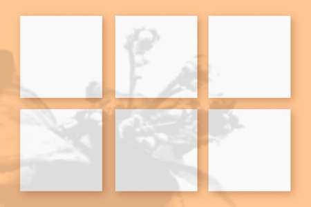 Natural light casts shadows from the plant on 6 square sheets of white paper lying on a orange textured background. Mockupの写真素材