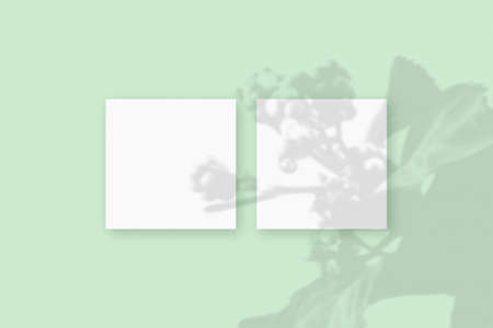 Natural light casts shadows from the plant on 2 square sheets of white paper lying on a green...