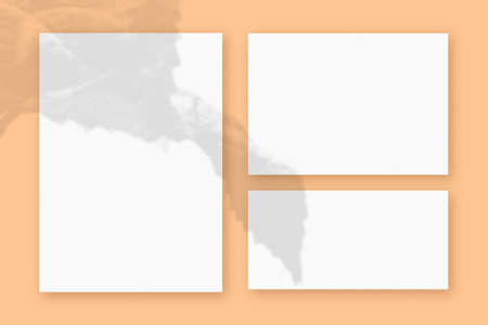 Mockup with plant shadows superimposed on 3 horizontal and vertical sheet of textured white paper on...