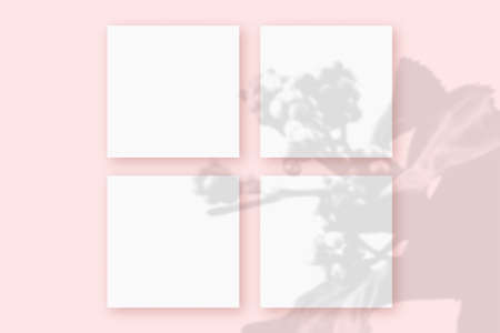 Natural light casts shadows from the plant on 4 square sheets of white paper lying on a pink textured background. Mockupの写真素材