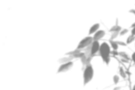 Summer plant shadow background. Shadow of an exotic plant on a white wall. White and black for superimposing a photo or mockupの写真素材